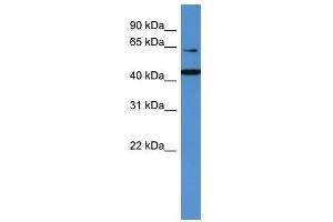 Western Blot showing TRAF3IP2 antibody used at a concentration of 1-2 ug/ml to detect its target protein.