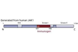 Image no. 1 for anti-Janus Kinase 1 (JAK1) (AA 551-766) antibody (ABIN967842) (JAK1 anticorps  (AA 551-766))