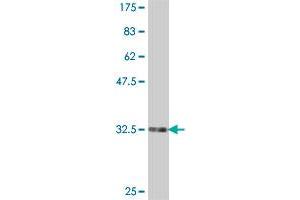 Western Blot detection against Immunogen (34.