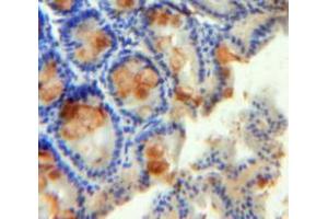 IHC-P analysis of Intestine tissue, with DAB staining. (RETNLB anticorps  (AA 24-105))