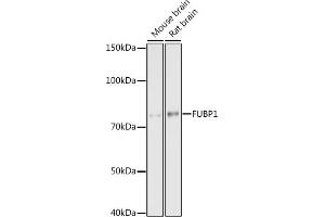 Western blot analysis of extracts of various cell lines, using FUBP1 antibody (ABIN7267128) at 1:1000 dilution. (FUBP1 anticorps)