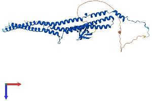 AlphaFold protein structure predicition of Mouse Recombinant Pacsin1 Protein, UniprotID Q61644