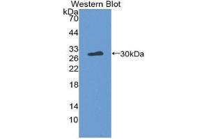 Western Blotting (WB) image for anti-Thrombopoietin (THPO) (AA 24-266) antibody (ABIN3209205) (Thrombopoietin anticorps  (AA 24-266))