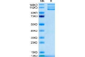 Biotinylated Human ITGAV&ITGB3 on Tris-Bis PAGE under reduced condition.