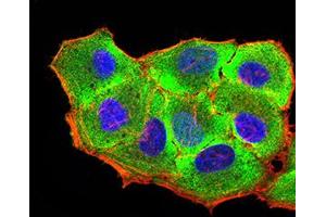 Immunofluorescence analysis of Hela cells using RUNX3 mouse mAb (green).
