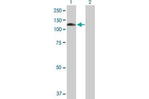 Western Blot analysis of MANBA expression in transfected 293T cell line by MANBA MaxPab polyclonal antibody. (MANBA anticorps  (AA 1-879))