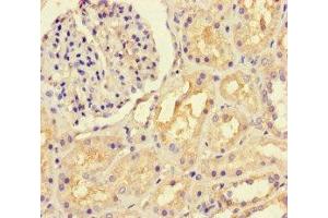 Immunohistochemistry of paraffin-embedded human kidney tissue using ABIN7157938 at dilution of 1:100