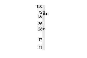 Western blot analysis of anti-NFE2L2 Antibody (N-term) (ABIN391424 and ABIN2841417) in Ramos cell line lysates (35 μg/lane).