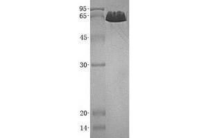 Validation with Western Blot