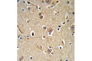 Immunohistochemistry analysis in formalin fixed and paraffin embedded brain tissue reacted with NEDD4 Antibody (C-term) followed which was peroxidase conjugated to the secondary antibody and followed by  DAB staining. (NEDD4 anticorps  (C-Term))
