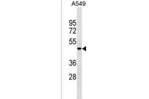 PGLYRP4 Antibody (Center) (ABIN1538167 and ABIN2849982) western blot analysis in A549 cell line lysates (35 μg/lane). (PGLYRP4 anticorps  (AA 242-268))
