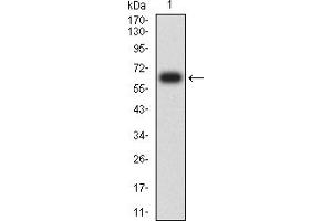 Western blot analysis using CD334 mAb against human CD334 (AA: extra 22-369) recombinant protein. (FGFR4 anticorps  (AA 22-369))