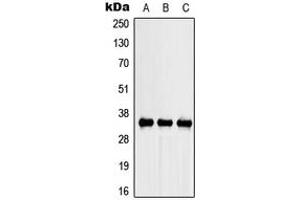 Western blot analysis of SPARC expression in A549 (A), NIH3T3 (B), PC12 (C) whole cell lysates.