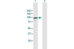 Western Blot analysis of MAGED1 expression in transfected 293T cell line by MAGED1 MaxPab polyclonal antibody. (MAGED1 anticorps  (AA 1-778))