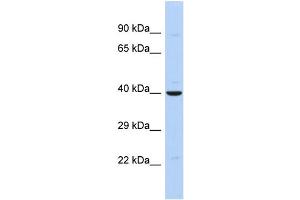 Host: Rabbit Target Name: ZNF551 Sample Type: MCF7 Whole cell lysates Antibody Dilution: 1. (ZNF551 anticorps  (N-Term))