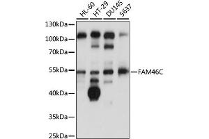 Western blot analysis of extracts of various cell lines, using FC antibody (ABIN7267117) at 1:1000 dilution. (FAM46C anticorps  (AA 1-110))