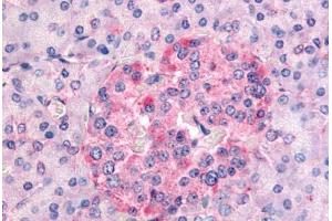 Human Pancreas (formalin-fixed, paraffin-embedded) stained with SGK1 antibody ABIN214577 at 10-20 ug/ml followed by biotinylated goat anti-rabbit IgG secondary antibody ABIN481713, alkaline phosphatase-streptavidin and chromogen.