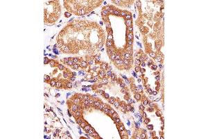 Paraformaldehyde-fixed, paraffin embedded human kidney tissue, Antigen retrieval by boiling in sodium citrate buffer (pH6.