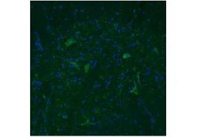 Immunofluorescence: Dilution -- 3ug/mL (TAAR5 anticorps  (Middle Region))