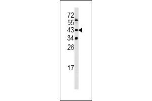 Western blot analysis of SETD8 antibody (Center) (ABIN390472 and ABIN2840838) in 293 cell line lysates (35 μg/lane). (SETD8 anticorps  (AA 220-249))