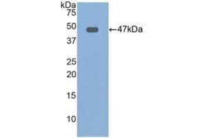 Detection of Recombinant FBN1, Human using Polyclonal Antibody to Fibrillin 1 (FBN1) (Fibrillin 1 anticorps  (AA 246-389))