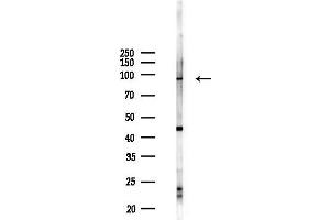 anti-Karyopherin (Importin) beta 1 (KPNB1) (C-Term) antibody