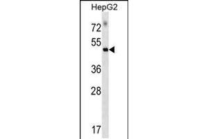 Western blot analysis in HepG2 cell line lysates (35ug/lane). (GFR anticorps  (C-Term))