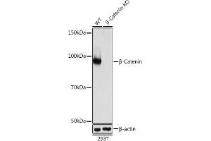 Western blot analysis of extracts from wild type (WT) and β-Catenin knockout (KO) 293T cells, using β-Catenin antibody (ABIN7266138) at 1:1000 dilution.