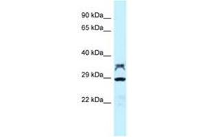 Image no. 1 for anti-Protein Phosphatase 2, Catalytic Subunit, alpha Isozyme (PPP2CA) (AA 188-237) antibody (ABIN6747823) (PPP2CA anticorps  (AA 188-237))