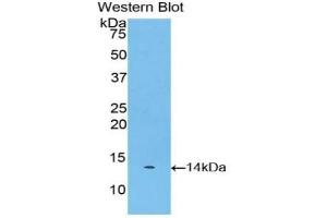 Detection of Recombinant Myostatin, Bovine using Polyclonal Antibody to Myostatin (MSTN) (MSTN anticorps  (AA 267-375))