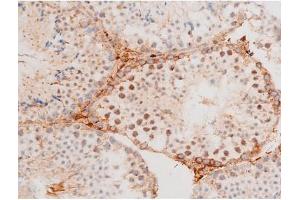 ABIN6267578 at 1/200 staining Mouse testis tissue sections by IHC-P.
