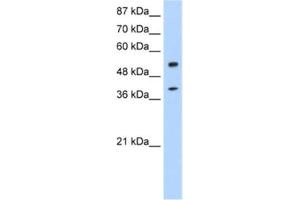 Western Blotting (WB) image for anti-NOBOX Oogenesis Homeobox (NOBOX) antibody (ABIN2462023) (NOBOX anticorps)