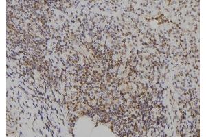 ABIN6273574 at 1/100 staining Human spleen tissue by IHC-P. (E2F7 anticorps)