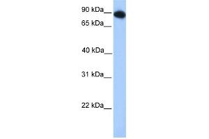 WB Suggested Anti-FOXO3 Antibody Titration:  0. (FOXO3 anticorps  (N-Term))