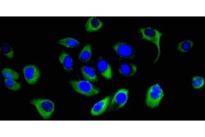 Immunofluorescent analysis of A549 cells using ABIN7166525 at dilution of 1:100 and Alexa Fluor 488-congugated AffiniPure Goat Anti-Rabbit IgG(H+L) (PCDHB16 anticorps  (AA 215-485))