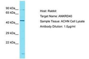Image no. 1 for anti-Ankyrin Repeat Domain 40 (ANKRD40) (AA 195-244) antibody (ABIN6750726) (ANKRD40 anticorps  (AA 195-244))