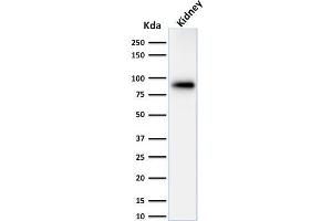 Western Blot of Analysis of human Kidney lysate using Calnexin Mouse Monoclonal Antibody (CANX/1543).