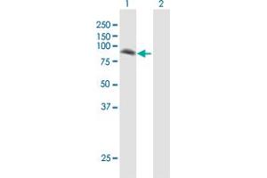 Western Blot analysis of LRSAM1 expression in transfected 293T cell line by LRSAM1 MaxPab polyclonal antibody.