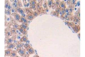 anti-Interleukin 17 Receptor E (IL17RE) (AA 457-630) antibody