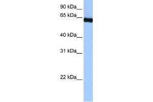 WB Suggested Anti-PUF60 Antibody Titration:  0. (PUF60 anticorps  (C-Term))