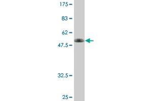 Western Blot detection against Immunogen (42.