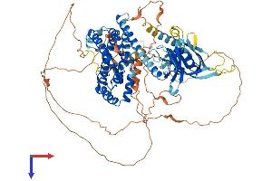 AlphaFold protein structure predicition of Mouse Recombinant Arhgef19 Protein, UniprotID Q8BWA8