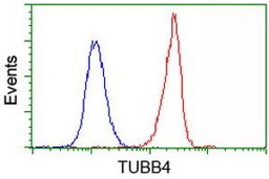 Image no. 6 for anti-Tubulin beta 4a (TUBB4A) antibody (ABIN1501580)