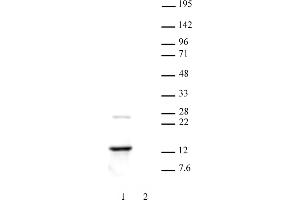 Histone H2A. (H2AFZ anticorps  (C-Term))