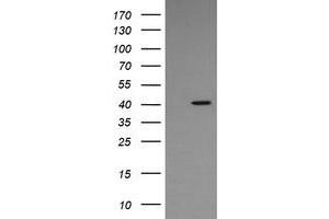 Image no. 1 for anti-Mitogen-Activated Protein Kinase 13 (MAPK13) antibody (ABIN1499954) (MAPK13 anticorps)