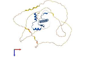 AlphaFold protein structure predicition of Human Recombinant MEF2B Protein, UniprotID Q02080