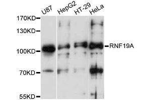 Western blot analysis of extracts of various cell lines, using RNF19A antibody (ABIN5998706) at 1:3000 dilution.