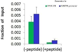 Chromatin Immunoprecipitation (ChIP) Using HDAC6 antibody - N-terminal region  and HCT116 Cells (HDAC6 anticorps  (N-Term))