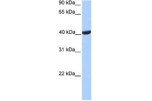PGK2 antibody used at 1 ug/ml to detect target protein.