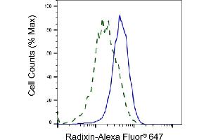 Validation of Radixin knockdown using flow cytometry. (Recombinant Radixin anticorps)